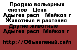 Продаю вольерных енотов › Цена ­ 3 500 - Адыгея респ., Майкоп г. Животные и растения » Другие животные   . Адыгея респ.,Майкоп г.